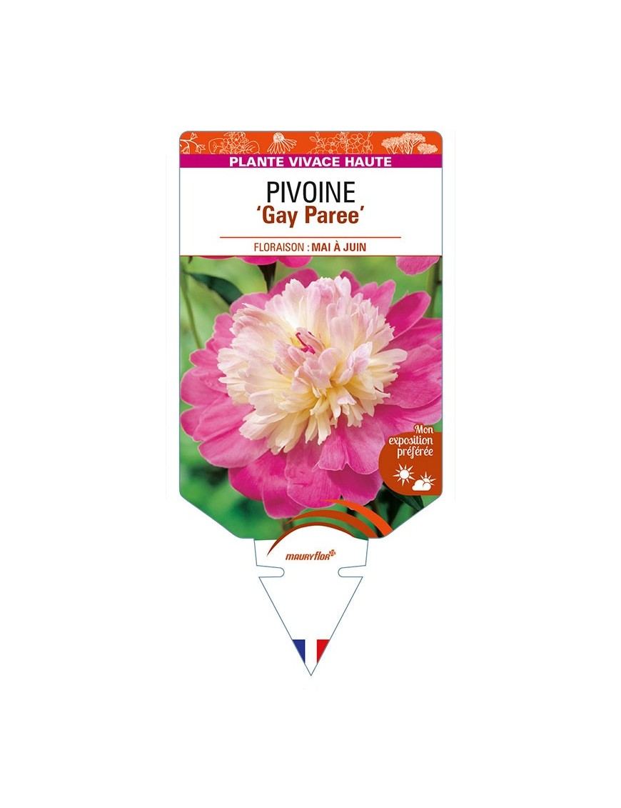 PAEONIA lactiflora 'Gay Paree’ voir PIVOINE