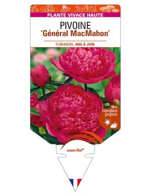 PAEONIA lactiflora 'Général MacMahon' voir PIVOINE