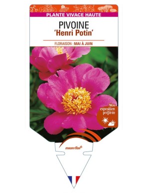 PAEONIA lactiflora 'Henri Potin' voir PIVOINE