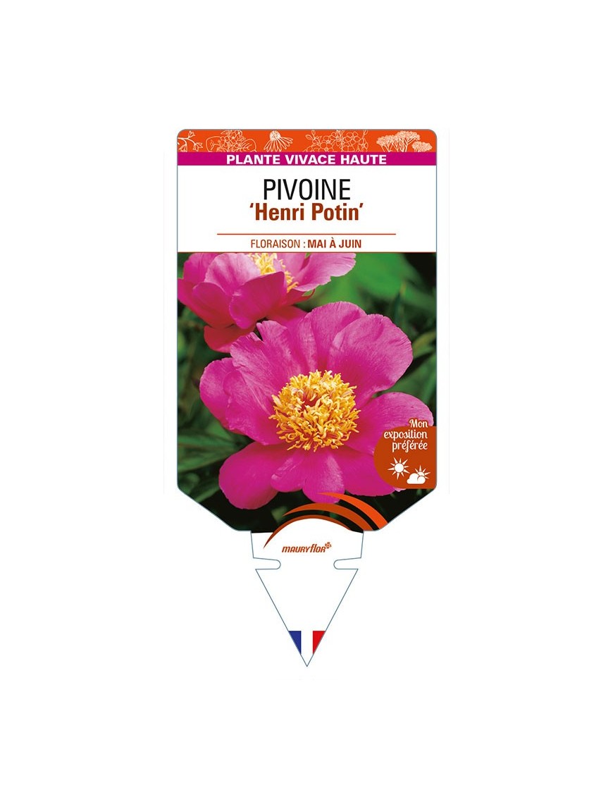 PAEONIA lactiflora 'Henri Potin' voir PIVOINE