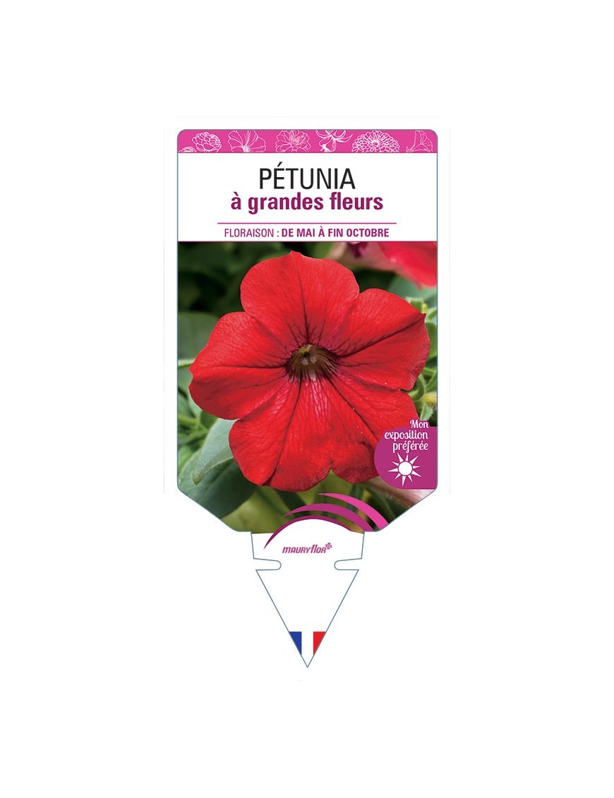 PÉTUNIA À GRANDE FLEUR (ROUGE)