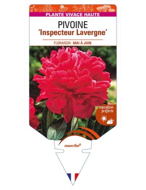 PAEONIA lactiflora 'Inspecteur Lavergne' voir PIVOINE