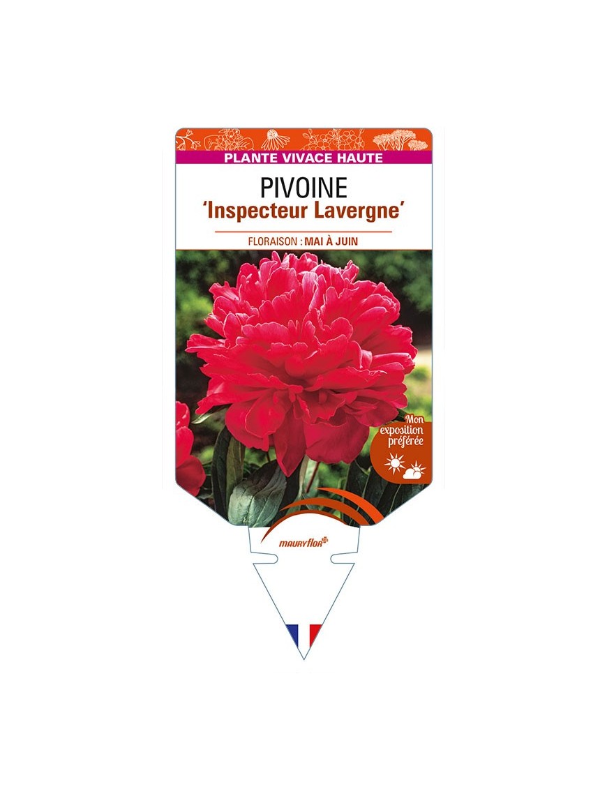 PAEONIA lactiflora 'Inspecteur Lavergne' voir PIVOINE