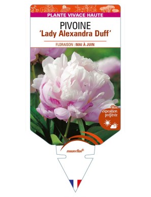 PAEONIA lactiflora 'Lady Alexandra Duff' voir PIVOINE