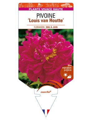 PAEONIA lactiflora 'Louis van Houtte' voir PIVOINE