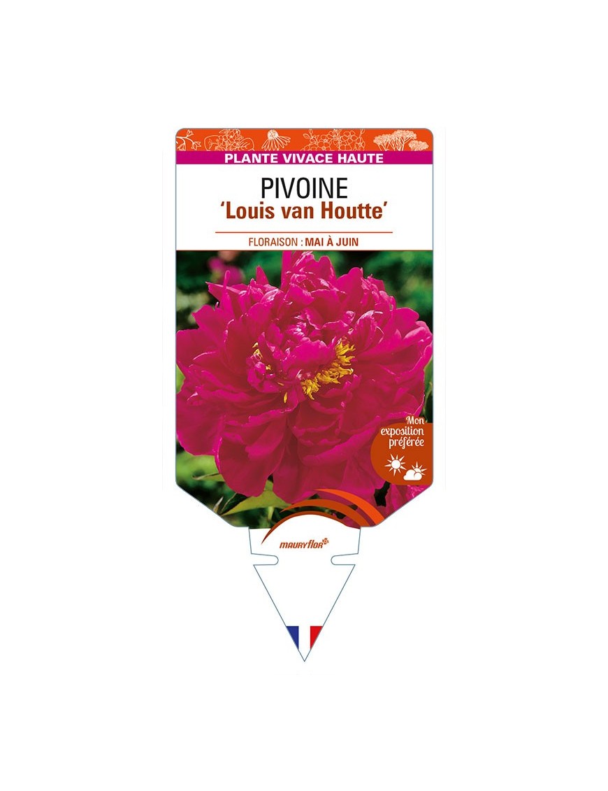 PAEONIA lactiflora 'Louis van Houtte' voir PIVOINE