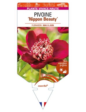 PAEONIA lactiflora 'Nippon Beauty’ voir PIVOINE