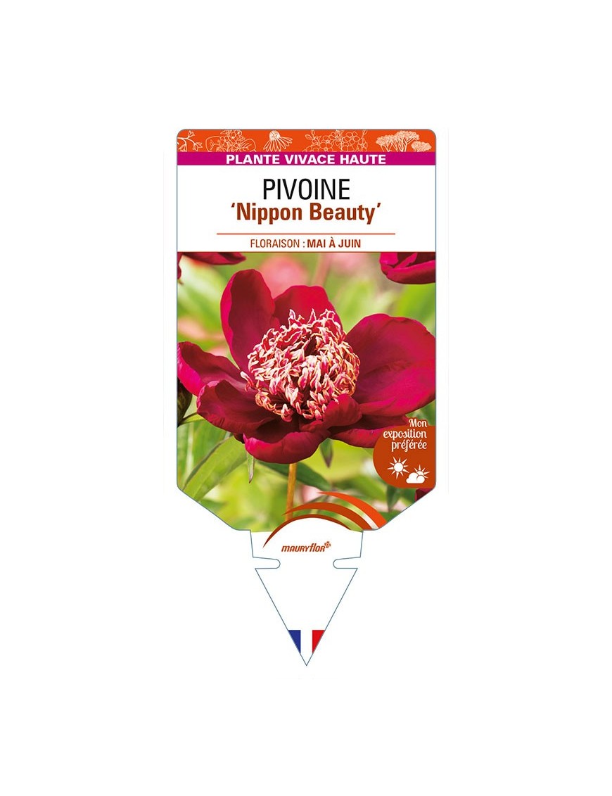 PAEONIA lactiflora 'Nippon Beauty’ voir PIVOINE