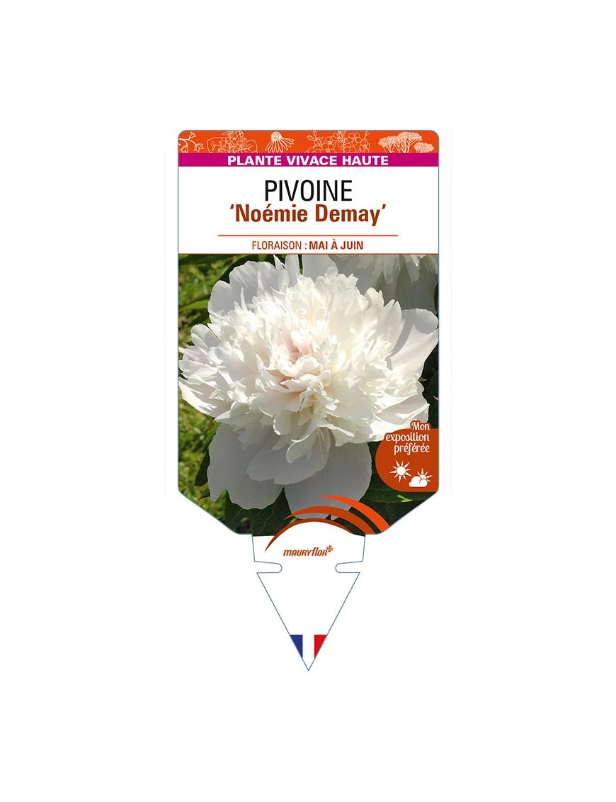 PAEONIA lactiflora 'Noémie Demay' voir PIVOINE