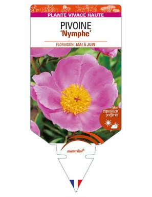 PAEONIA lactiflora 'Nymphe' voir PIVOINE