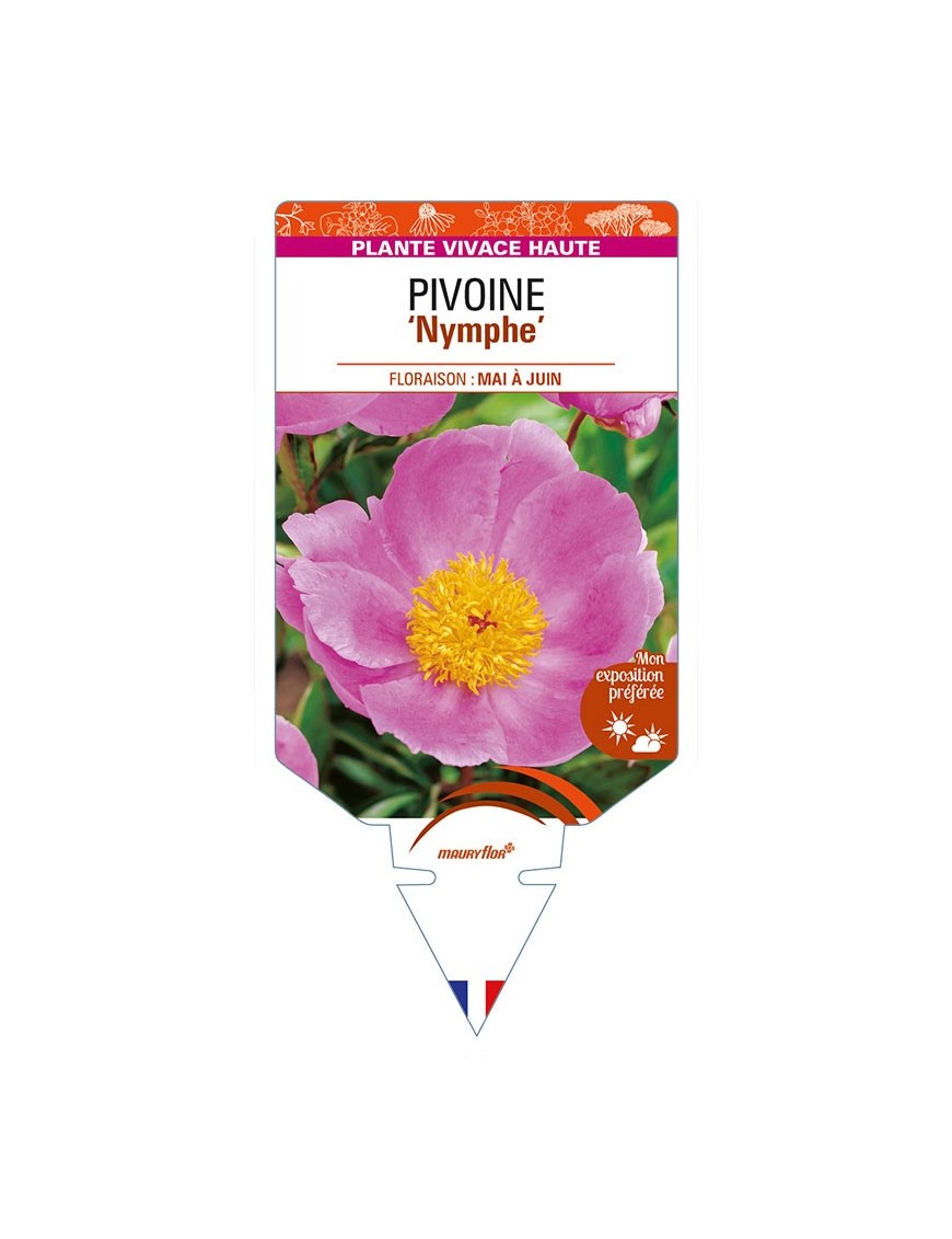 PAEONIA lactiflora 'Nymphe' voir PIVOINE