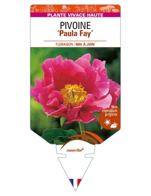 PAEONIA lactiflora 'Paula Fay' voir PIVOINE