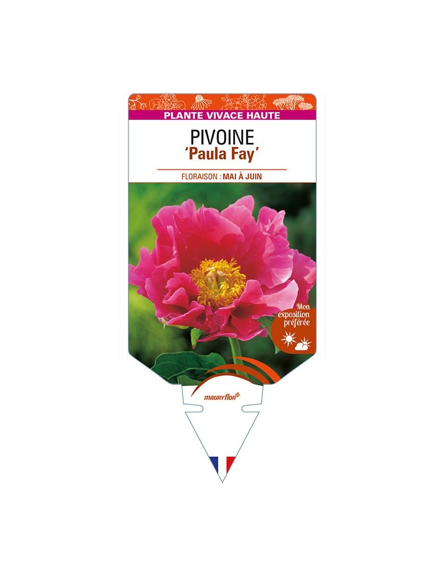 PAEONIA lactiflora 'Paula Fay' voir PIVOINE