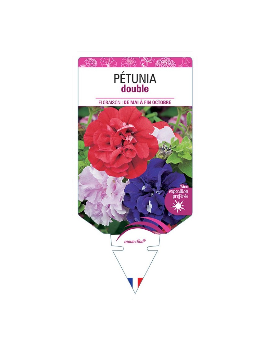 PÉTUNIA DOUBLE (VARIÉ)