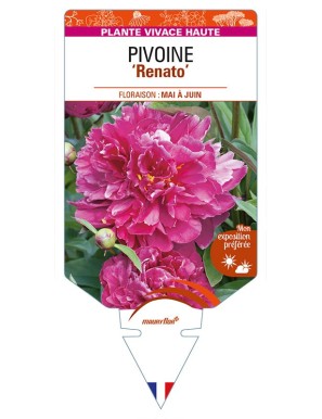 PAEONIA lactiflora 'Renato' voir PIVOINE