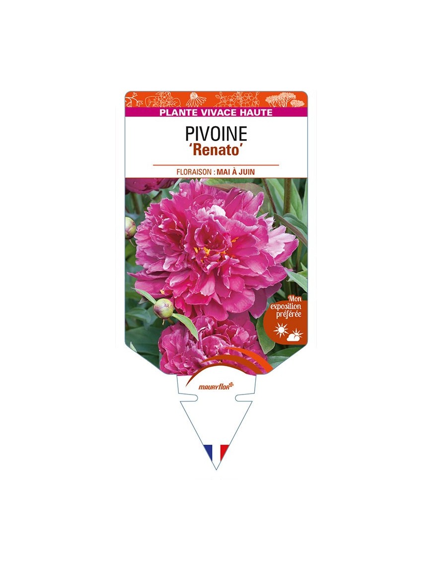 PAEONIA lactiflora 'Renato' voir PIVOINE