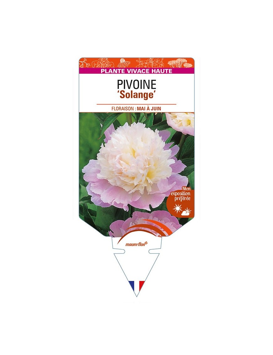 PAEONIA lactiflora 'Solange' voir PIVOINE