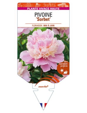 PAEONIA lactiflora 'Sorbet' voir PIVOINE