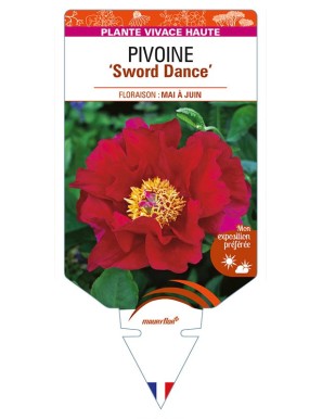 PAEONIA lactiflora 'Sword Dance' voir PIVOINE