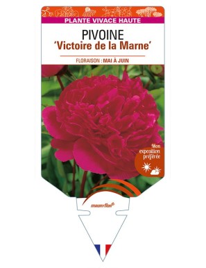 PAEONIA lactiflora 'Victoire de la Marne' voir PIVOINE