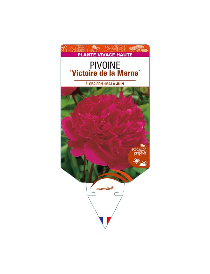 PAEONIA lactiflora 'Victoire de la Marne' voir PIVOINE