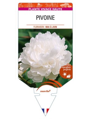 PAEONIA lactiflora voir PIVOINE (blanche)