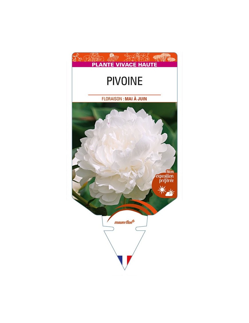 PAEONIA lactiflora voir PIVOINE (blanche)