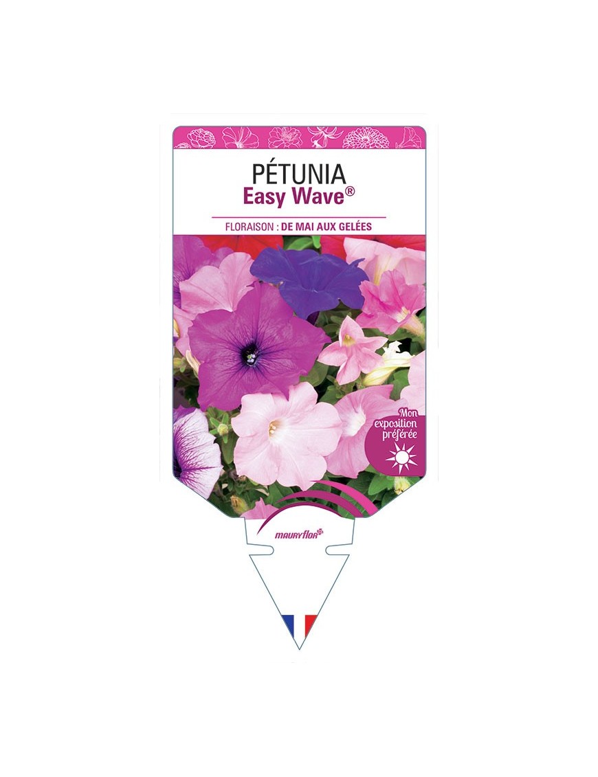 PÉTUNIA EASY WAVE®
