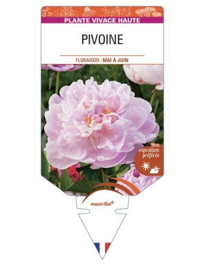 PAEONIA lactiflora voir PIVOINE (rose)