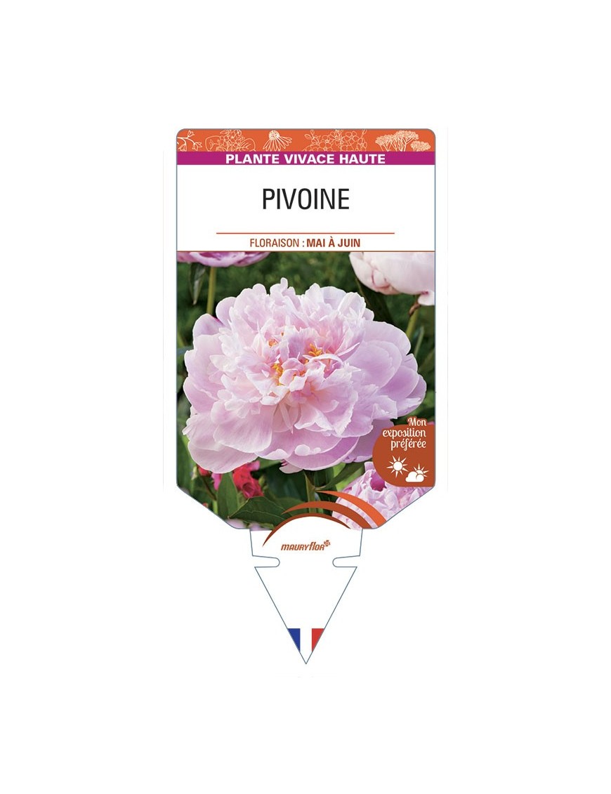 PAEONIA lactiflora voir PIVOINE (rose)