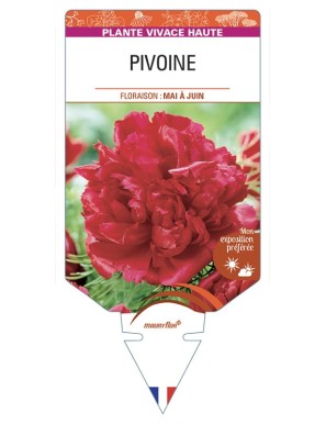 PAEONIA lactiflora voir PIVOINE (rouge)