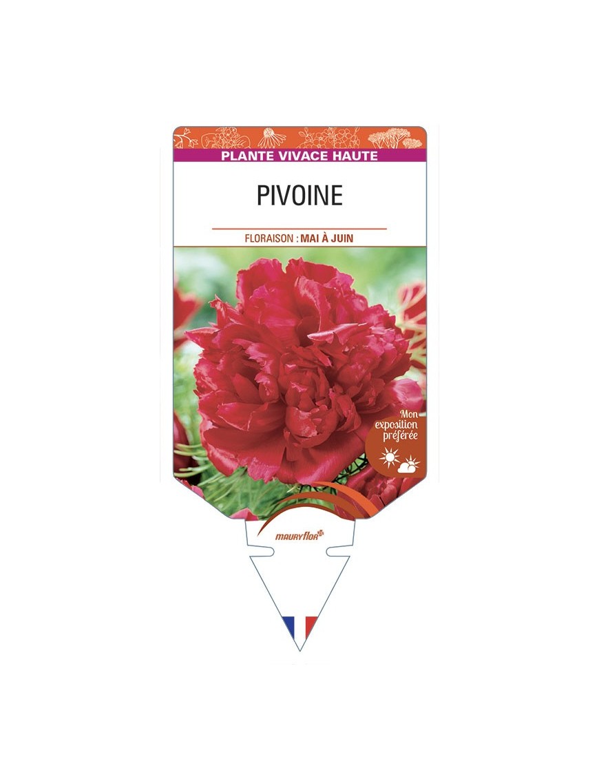 PAEONIA lactiflora voir PIVOINE (rouge)