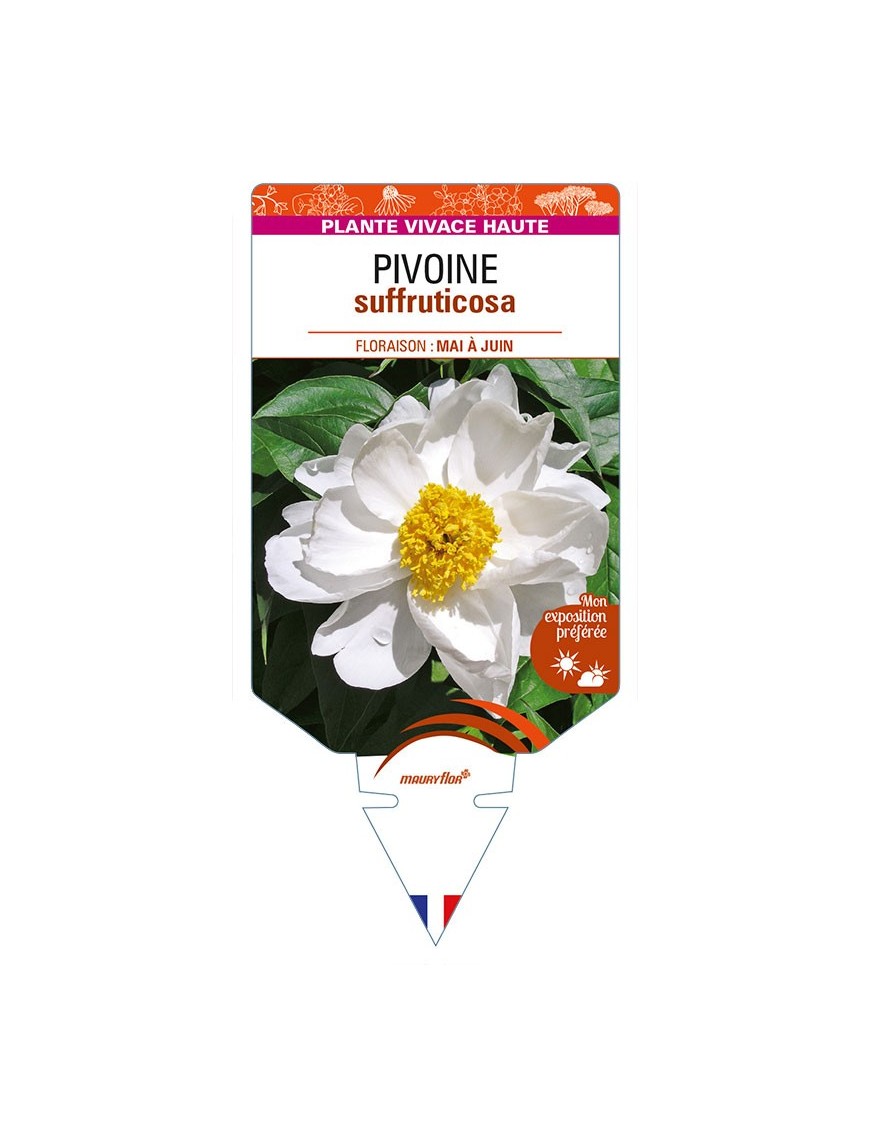 PAEONIA suffruticosa voir PIVOINE (blanche)