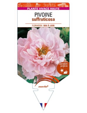 PAEONIA suffruticosa voir PIVOINE (rose clair)