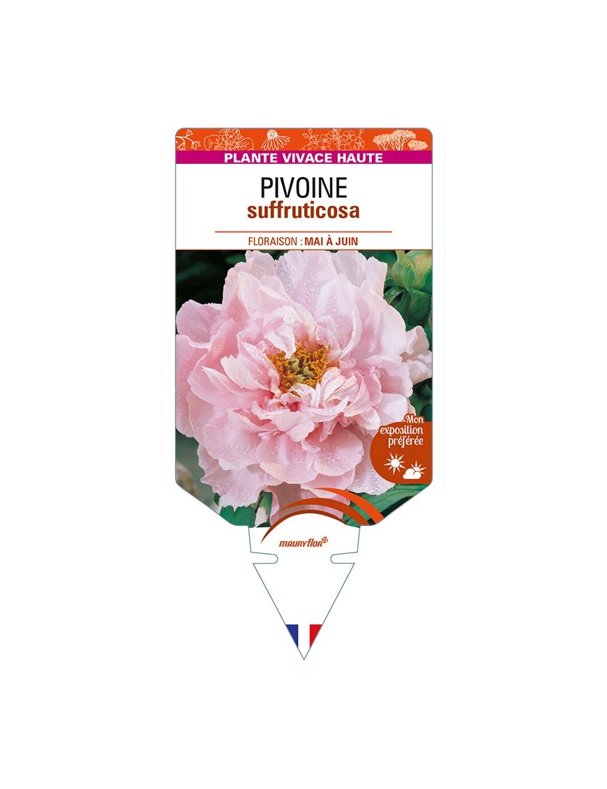 PAEONIA suffruticosa voir PIVOINE (rose clair)