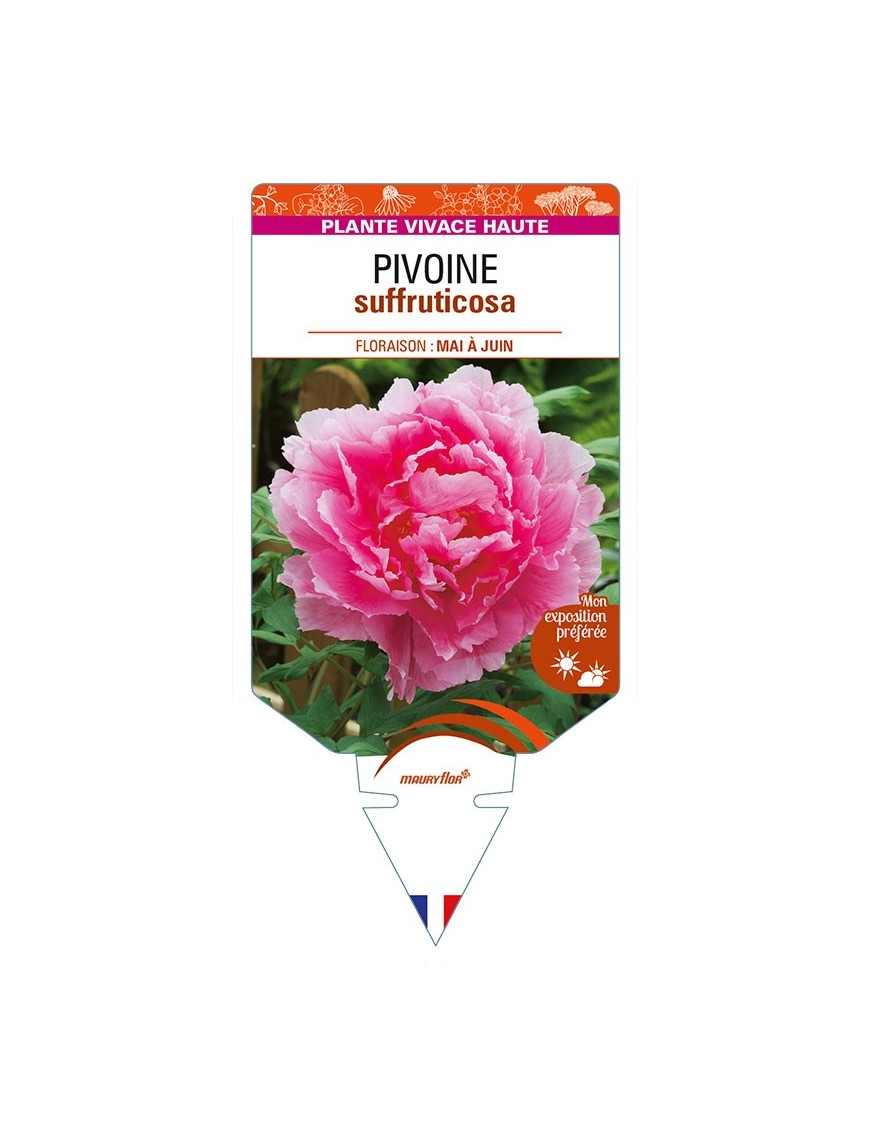 PAEONIA suffruticosa voir PIVOINE (rose foncé)