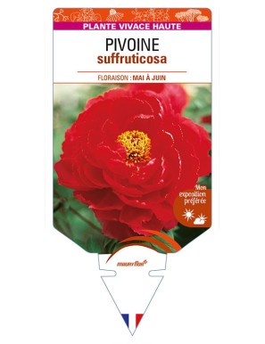 PAEONIA suffruticosa voir PIVOINE (rouge clair)