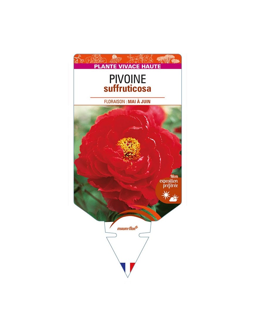 PAEONIA suffruticosa voir PIVOINE (rouge clair)