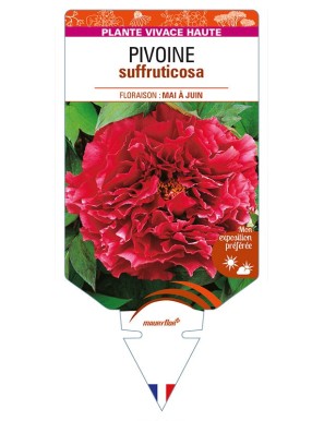 PAEONIA suffruticosa voir PIVOINE (rouge foncé)