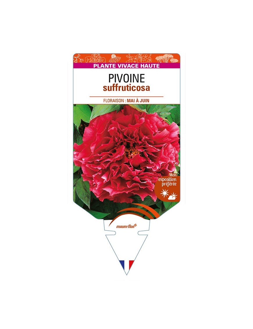 PAEONIA suffruticosa voir PIVOINE (rouge foncé)