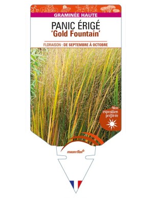 PANICUM virgatum ‘Gold Fountain’ voir PANIC ÉRIGÉ