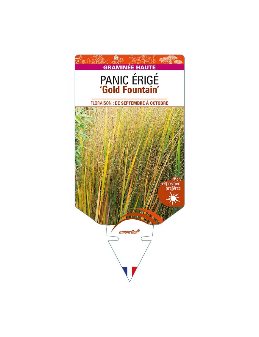 PANICUM virgatum ‘Gold Fountain’ voir PANIC ÉRIGÉ