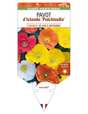 PAPAVER nudicaule 'Pulchinella' voir PAVOT d’Islande