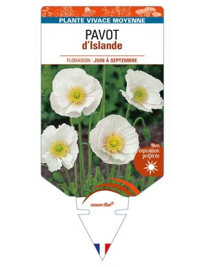 PAPAVER nudicaule voir PAVOT d’Islande (blanc)