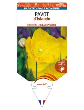 PAPAVER nudicaule voir PAVOT d’Islande (jaune)