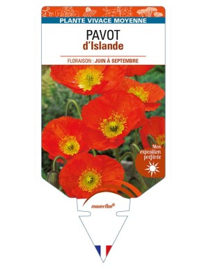 PAPAVER nudicaule voir PAVOT d’Islande (orange)