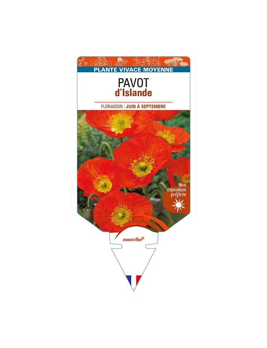 PAPAVER nudicaule voir PAVOT d’Islande (orange)