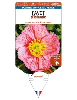 PAPAVER nudicaule voir PAVOT d’Islande (rose)