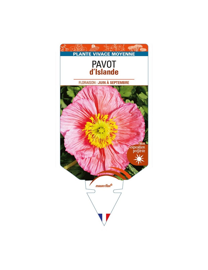 PAPAVER nudicaule voir PAVOT d’Islande (rose)