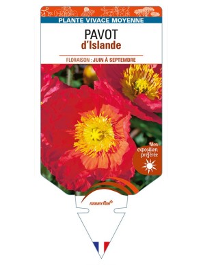 PAPAVER nudicaule voir PAVOT d’Islande (rouge)